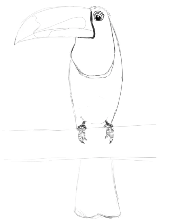 Étude de toucan — pose de face