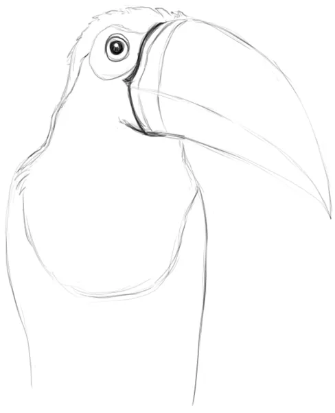 Étude de toucan — profil