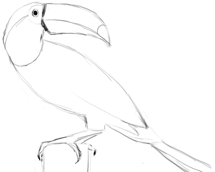 Étude de toucan — rotation de la tête