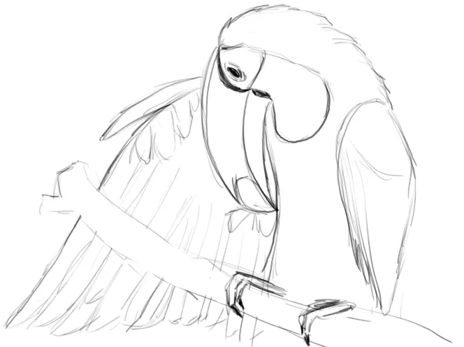 Étude de toucan — ailes
